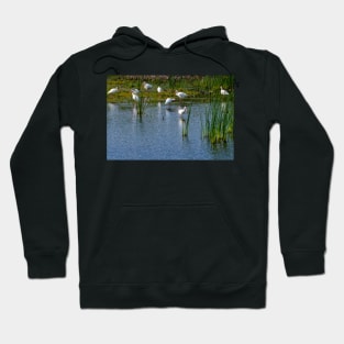 Congregation of Ibis In the Wetlands Hoodie